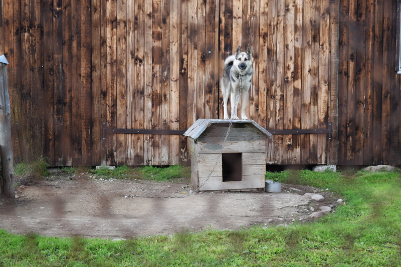 kennel, building, plant, architecture, tethered dog, village, farm, outdoors, nature, wire fence, rural, dog, countryside, german, grass, day, barn, shepherd