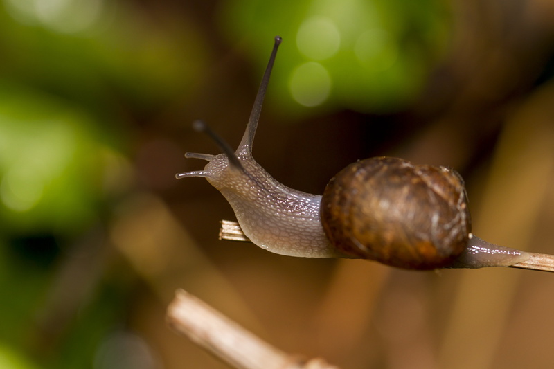 DOF, Garden, Outdoors, photo, f/2, 5K, Canon 7D, Peterborough, Macro, nature, Snail, Bokeh, Saturday, HSS, Valentine, close, Manic, close-up, Close up