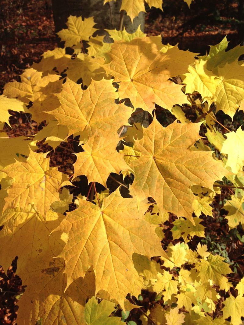 colorful, beauty in nature, yellow, autumn, vulnerability, natural condition, outdoors, tranquility, tree, no people, maple, growth, maple leaf, color