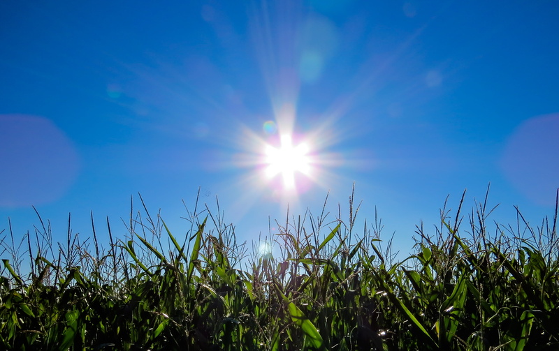 no people, bokeh, plants, mouth guard, green, sky, cornfield, beauty in nature, summer, back light, nature, grass, blue, lens flare, blade of grass, outdoors