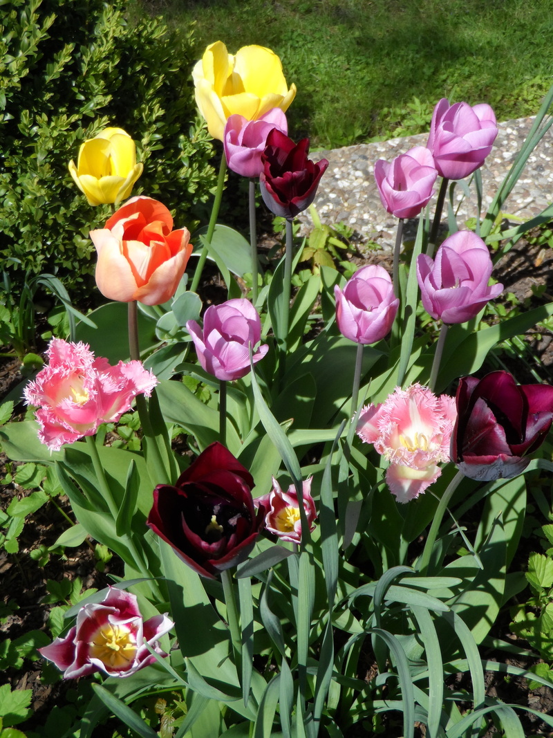 mouth guard, inflorescence, summer, parrot tulip, bloom, lily-like, spring awakening, pistil, color, spring, red, bunch of flowers, pink color, close-up