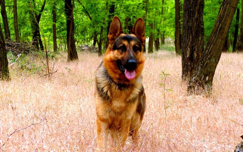 GERMAN, domestic, panting, outdoors, purebred Dog, GRASS, cute, bodyguard, animal tongue, vertebrate, FOREST, friendship, sticking out tongue, no people