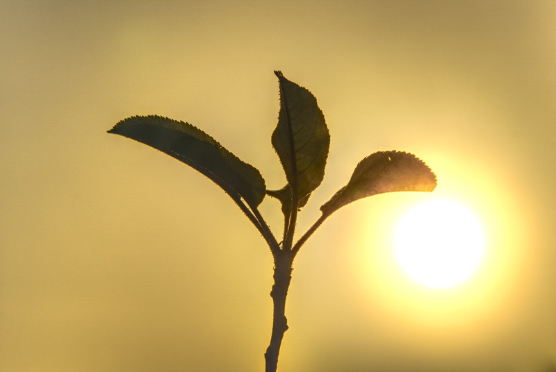 no people, flower, close-up, sunset, plant, 4K, mouth guard, contrast, plant stem, landscape, hazy, sun, orange color, leaf, sky, tree, horizon, high dynamic range