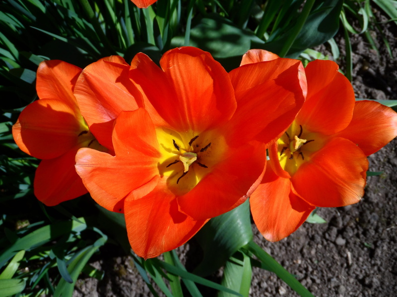 picturesque, green stuff, flower head, decorative, day, lush, flowering plant, tulip, vulnerability, color, garden, orange, gaudy, fragrance, grow, colorful