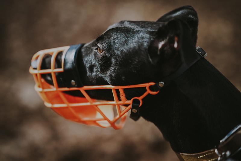 side view, day, domestic, guard, focus on foreground, one animal, muzzle, whippet, protector, mouth, canine, orange, animal head, black color, dog, domestic animals