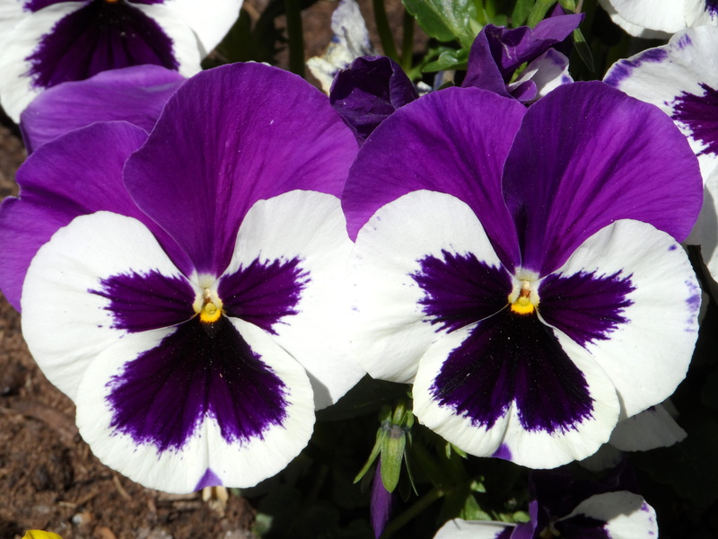 gaudy, gorgeous, flower, stamp, picturesque, lush, close up, blossom, iridescent, pansy, 4K, viola, white, splendor, day, violet, focus on foreground