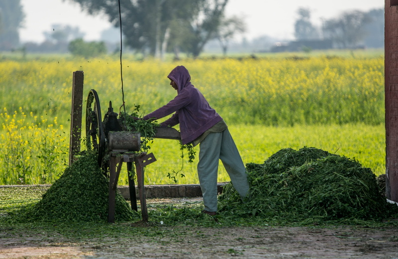 pakistan, one person, tool, lifestyles, cutter, outdoors, village, landscape, plant, land, women, green color, real people, field, yellow, nature, machine