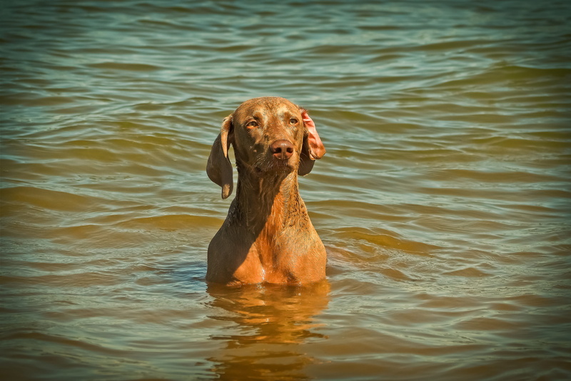 rippled, waters, no people, joy of life, quadruped, summer, hunting dog, rest, water, vizsla, curiosity, attention, rhine, one animal, playful, vertebrate