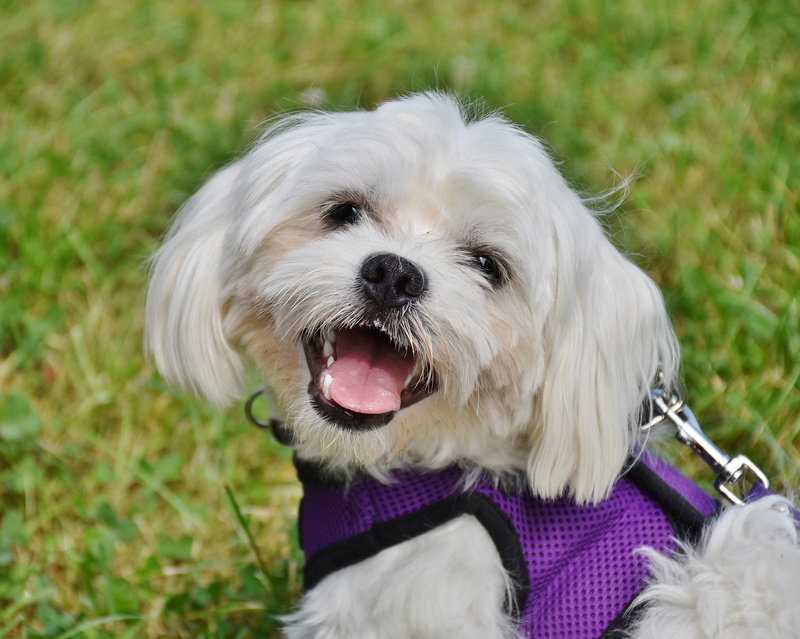 pets, 2K, no people, space, summer, grass, close up, domestic animals, sweet, out, focus on foreground, domestic, mammal, animal themes, one animal, looking at camera