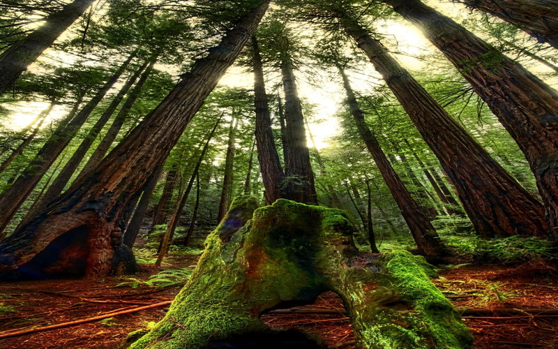 fresh, 1080P, nature, trees, light, reddish, 3d and abstract, reaching, bright, forest, green