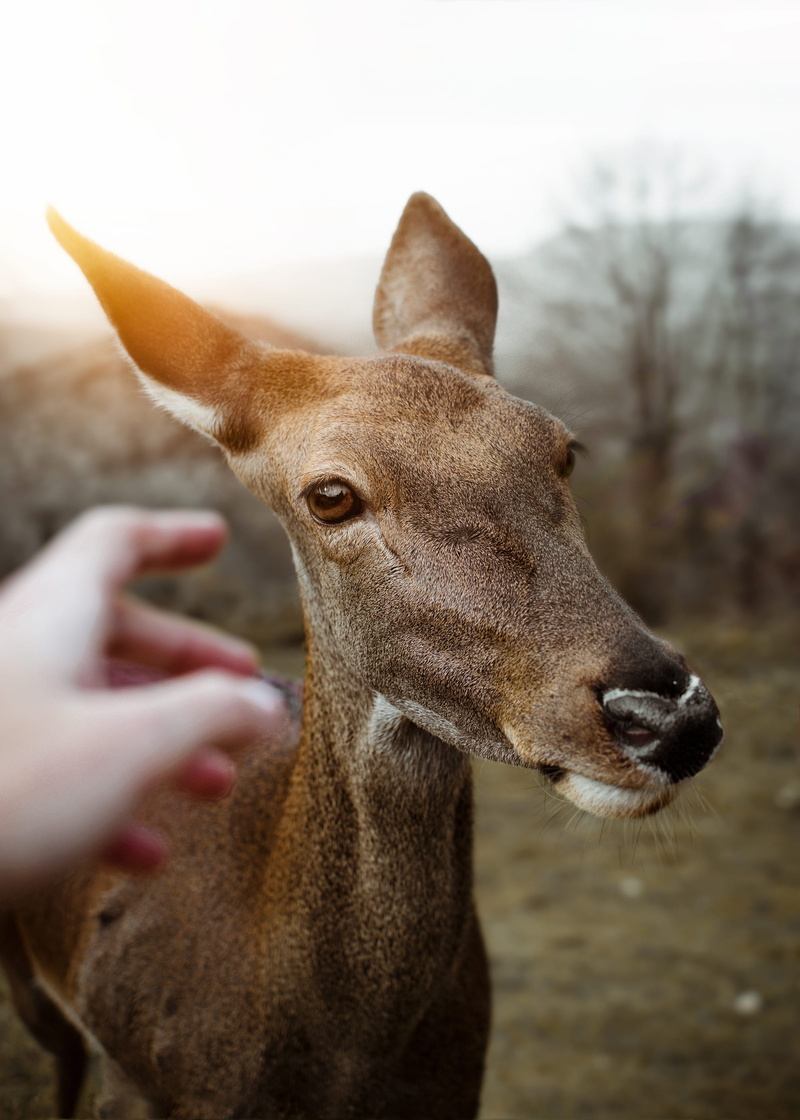 outdoor, deer, stag, cute, one Animal, corzo, wildlife, eye, astur, animals And Pets, mammal, animal, portrait, vida, fawn, españa, hoofed Mammal, rural Scene
