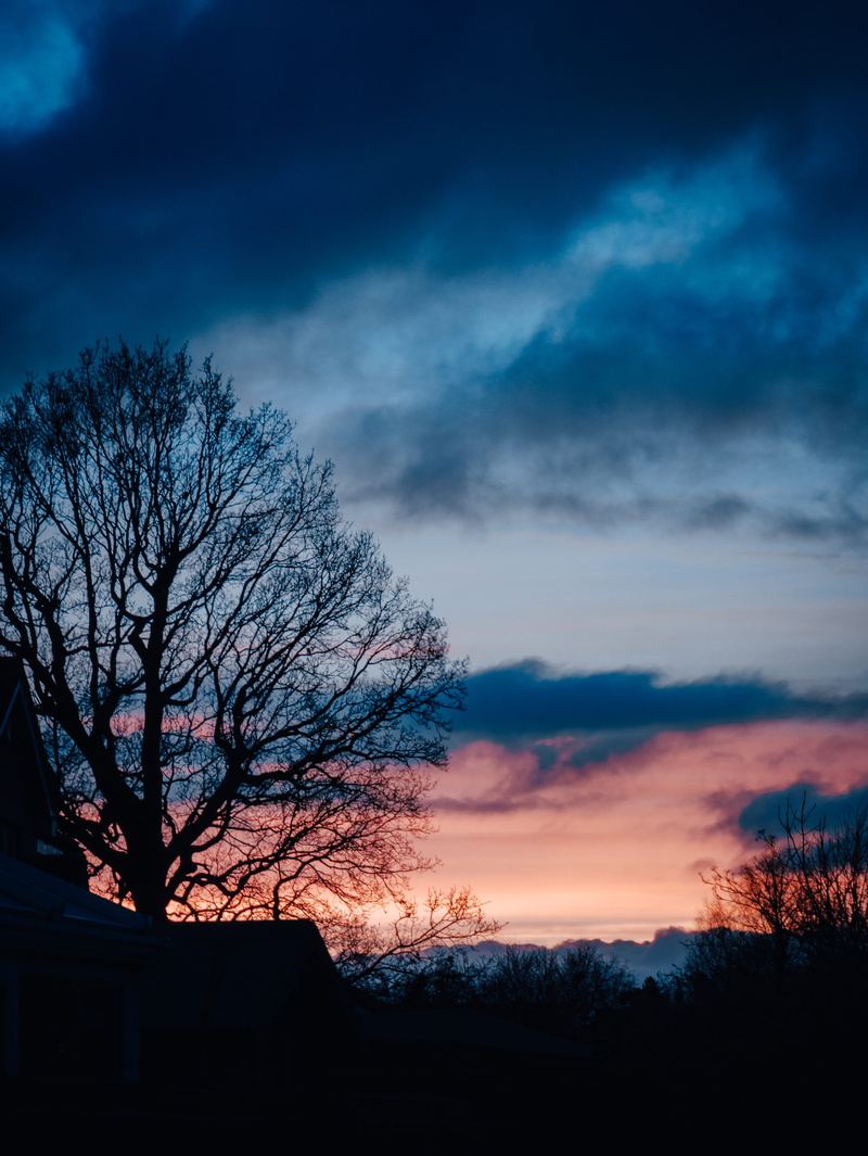 bare tree, 4K, tranquility, sunset, beauty in nature, scenics - nature, no people, architecture, dusk, sunlight, built structure, sky, sunrise, reach out