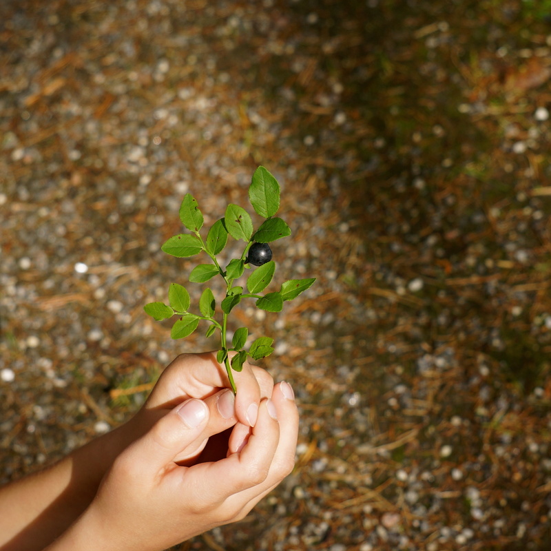 day, finger, photography, the childs hands, twig, adult, human body part, person, nature, hand, 2K, human hand, lifestyles, plant, one person, show, green color