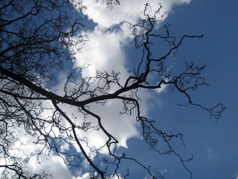 tree canopy, silhouette, scenics - nature, idyllic, no people, tree, tendrils, bare tree, growth, 1080P, stark, branch, twigs, blue white clouds, reaching out