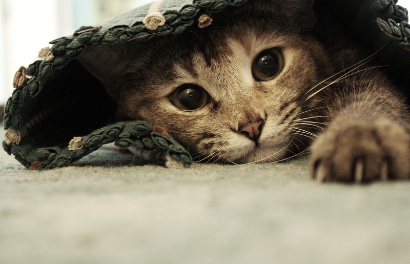 reaching, hd, art, cats, paws, x, 2K, rugs, animals