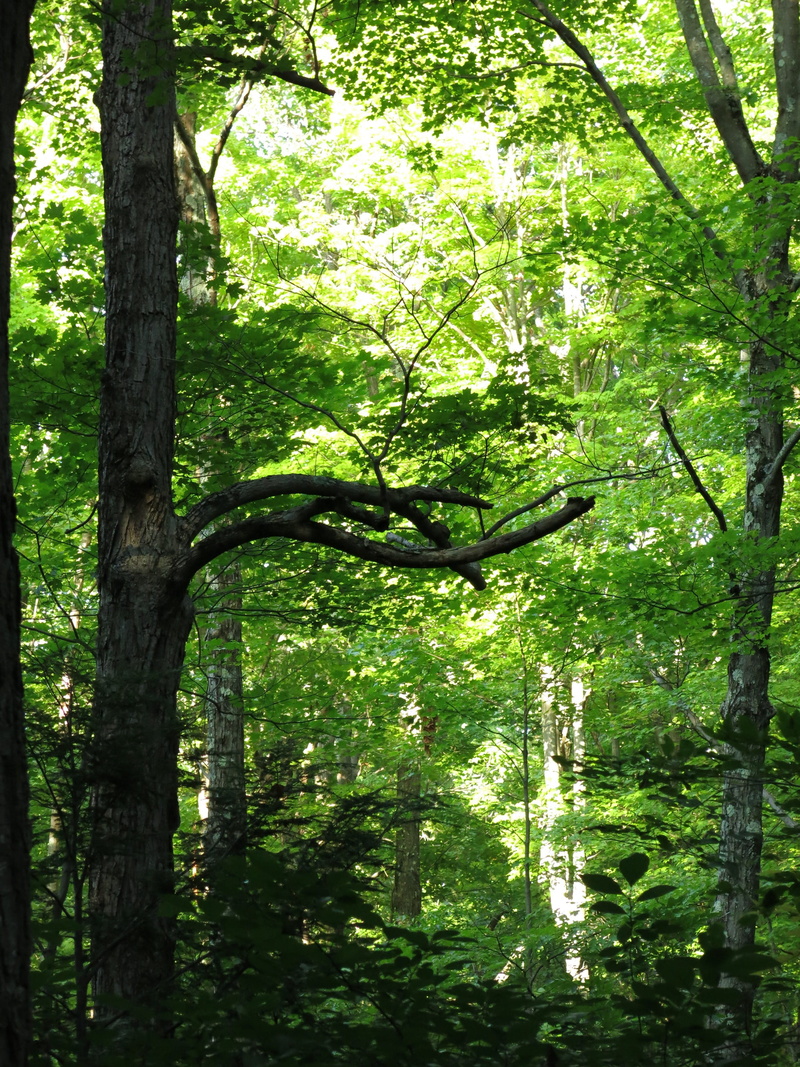 sunlight, tree, lush foliage, plant part, out reach, plant, beauty in nature, growth, trunk, foliage, no people, green color, 2K, day, tree trunk, leaves