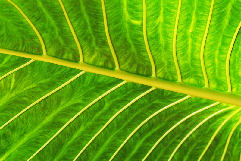 reach out, no people, tropical climate, veins, life, natural pattern, leaves, nature, branching, beauty in nature, 8K, sri lanka, path, palm leaf, green