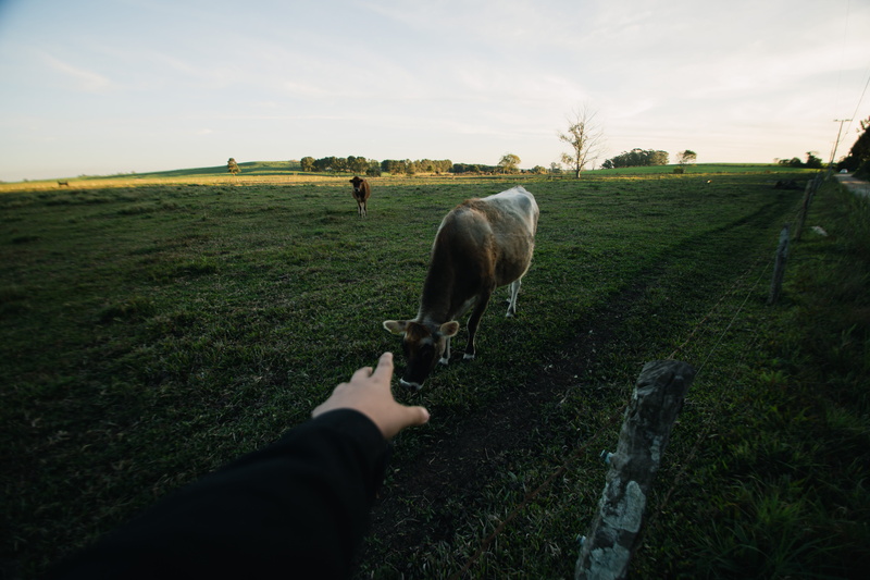 one person, landscape, sky, field, gray, fence, daylight, nature, cows, agriculture, herbivorous, grass, hand, animals, mammal, 5K, outdoors, cattle, grassland