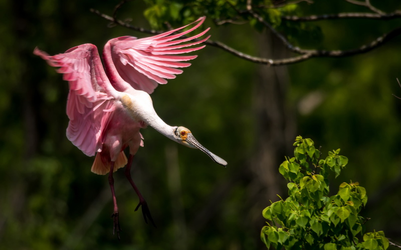 one animal, island, no people, louisiana, roseate, animal, focus on foreground, outdoors, vertebrate, animals in the wild, spread wings, plant