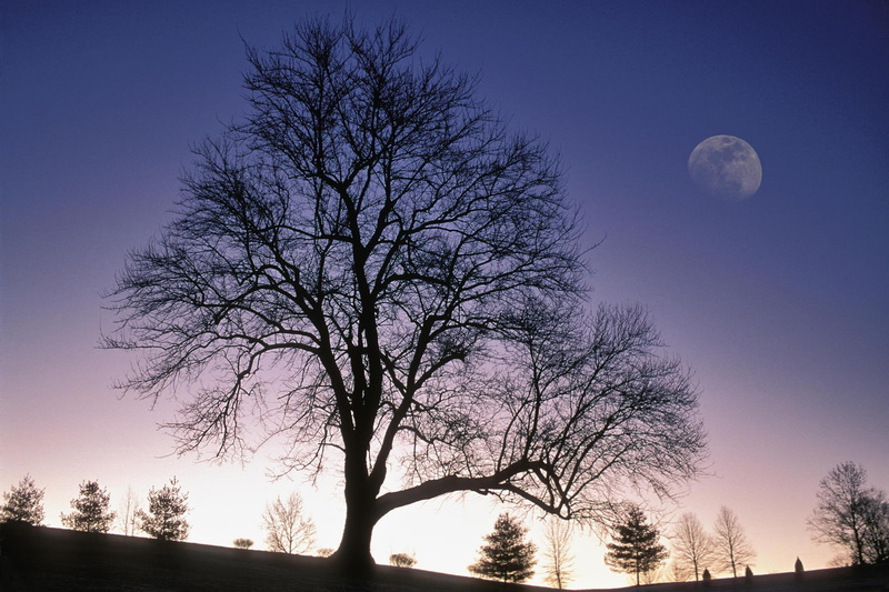 kentucky, twilight, nearly, tree, silhouetted, sky, county, 1080P, jefferson, winter, full, 3d and abstract, moon
