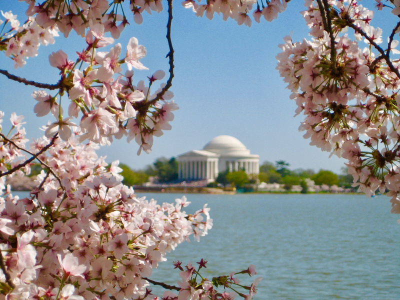 day, jefferson memorial, united states, district of columbia, flowering plant, no people, plant, springtime, nw 15th st and nw madison dr, water, cherry tree