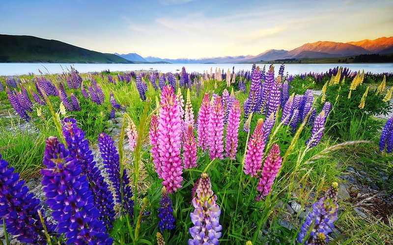 hd, new, lupinus, 4K, colors, desktop, various, flowers, zealand, background, lake, tekapo