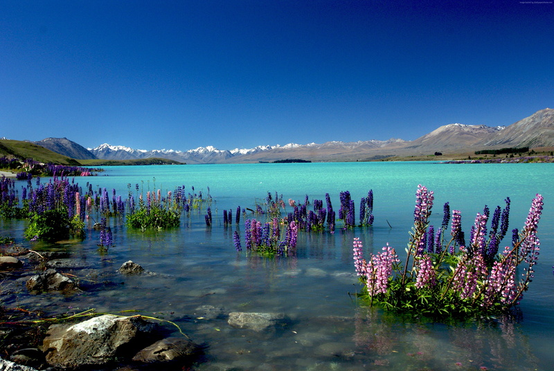 flowering plant, day, clear sky, water, travel destinations, 4K, landscape, Lake Tekapo, New Zealand, mountain range, blue, environment, nature, mountain