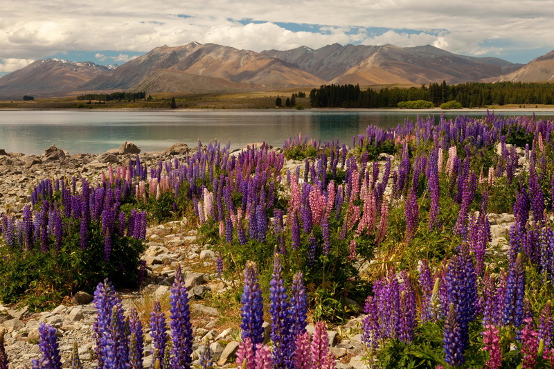 tranquility, South Island, booking, mountains, tranquil scene, vacation, rest, lake, lavender, purple, water, 5k, clouds, land, cloud - sky, no people
