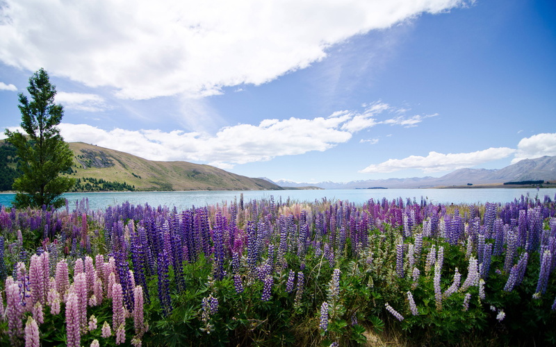 plant, land, nature, lavender, lake, tranquil scene, lupins, sky, 5K, day, field, freshness, growth, hd, purple, tekapo, cloud - sky, landscape