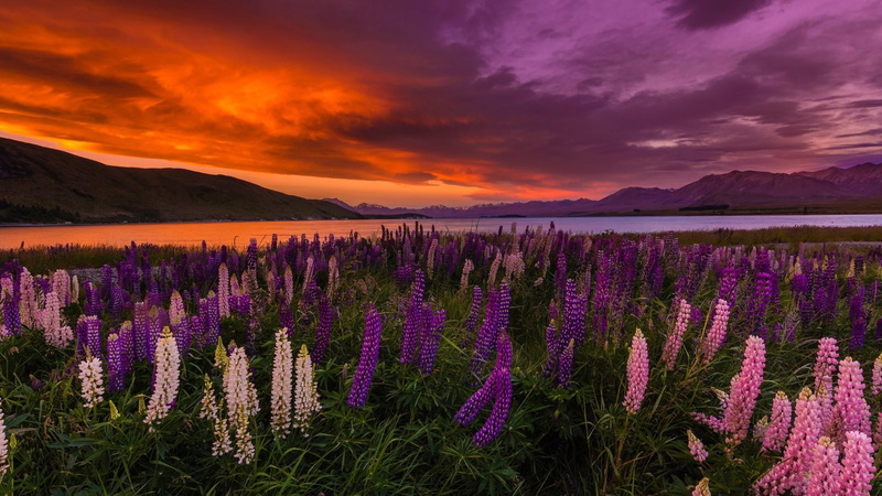 flower field, landscape photography, outdoors, lake, plant, lavender, herb, growth, nature, orange sunset, lupins, orange sky, new zealand, 1080P, wilderness