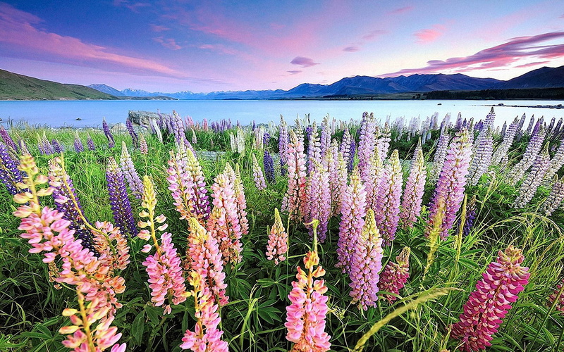 2K, lupins, near, resolution, desktop, tekapo, zealand, hd, new, lake