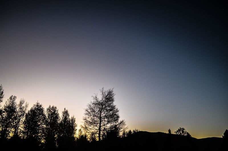 idyllic, scenics - nature, growth, scenery, low angle view, tranquil scene, sky, sunset, serene, outdoor, copy space, beauty in nature, trees, tree, green