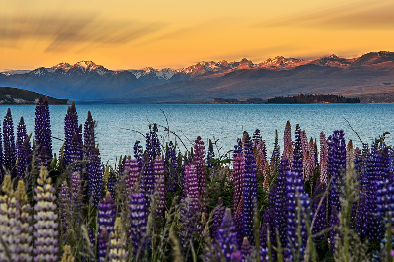 South island, mountains, Lupins, the sky, 1080P, New Zealand, flowers, lake Tekapo