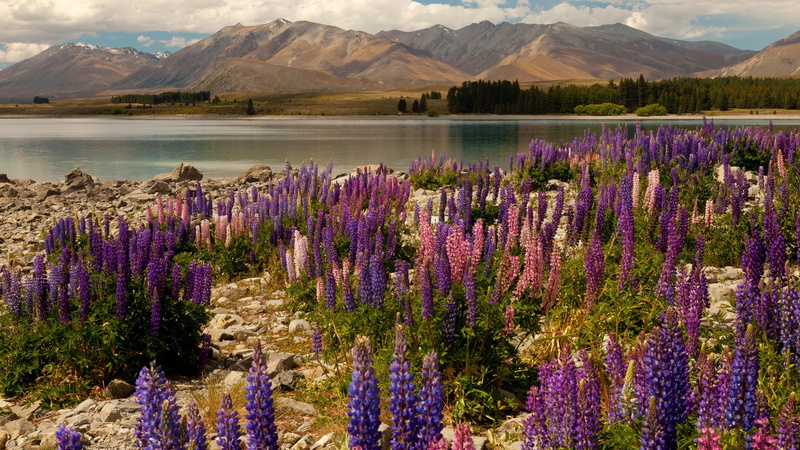 clouds, lavander, 5k, photography, Lake Tekapo, travel, booking, South Island, sky, flowers, mountains, New Zealand, 4K, rest, vacation