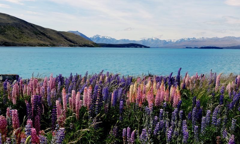 Lupins, blue, lake, Lake Tekapo, body of water, along, purple, snowy, outdoors, geo tagged, pink, Russell Lupin, 4K, landscape, body, beauty In Nature