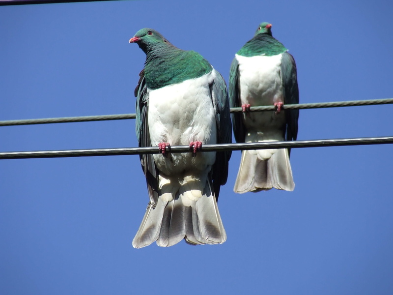 metal, cable, Native, sky, perching, animal, low angle view, vertebrate, Wood Pigeon, animal themes, power supply, blue, full length, no people, nature