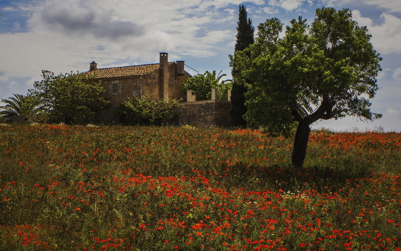 Montuiri, Majorca, tree, meadow, flowers, Spain, house, Mallorca, 1080P, Maki