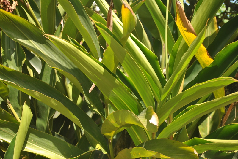 land, tranquility, sunlight, crop, outdoors, no people, growth, full frame, medicinal, plant, plant part, agriculture, close-up, day, foot of colonia, green color