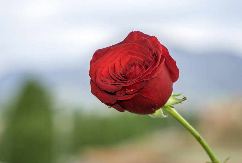 vulnerability, flower, fragility, background, focus on foreground, beauty in nature, roses, close-up, detail, red, sepal, freshness, rose - flower, plant
