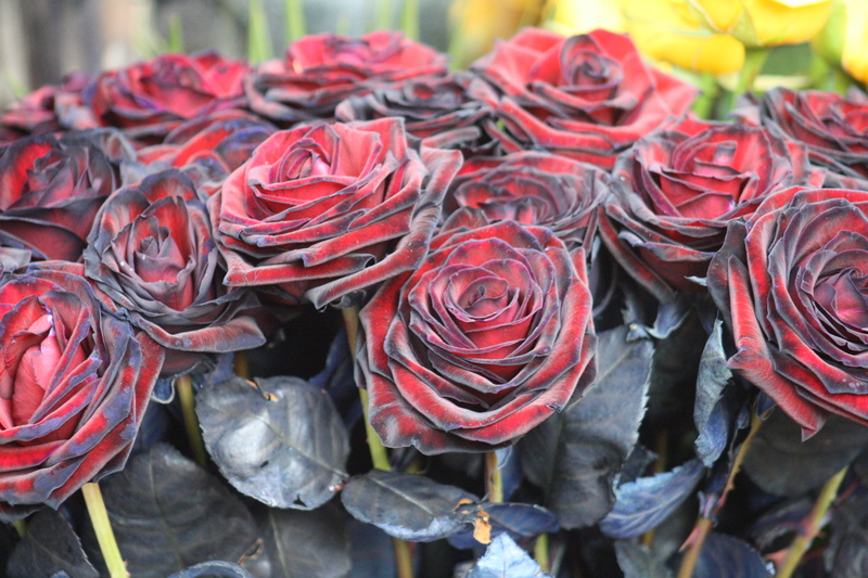 flower, rose, no people, sant jordi, rosa, beauty in nature, day, velvet, plantas, red, flowers, nature, flowering plant, black roses, close-up, planta