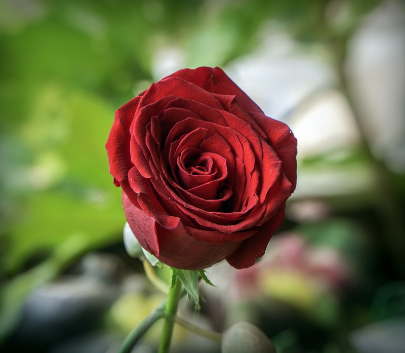 petals, rosa, nature, beauty in nature, catalunya, plant, flowering plant, detail, rose, rose - flower, flora, 4K, growth, garden, vulnerability, party