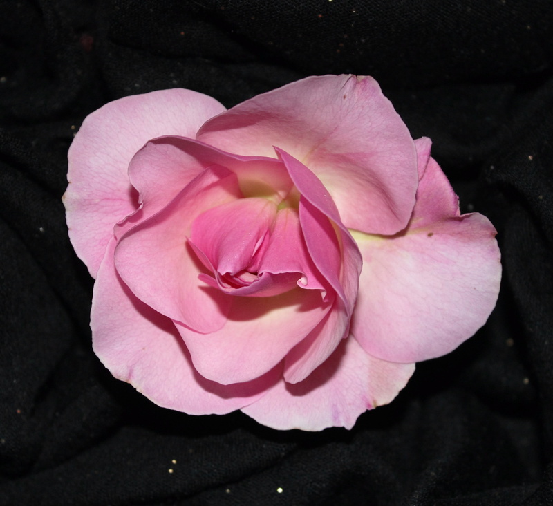 rose on black, plant, plants, roses, outdoors, nature, no people, rose, growth, pink, flowering plant, high angle view, close-up, fragility, 2K, vulnerability