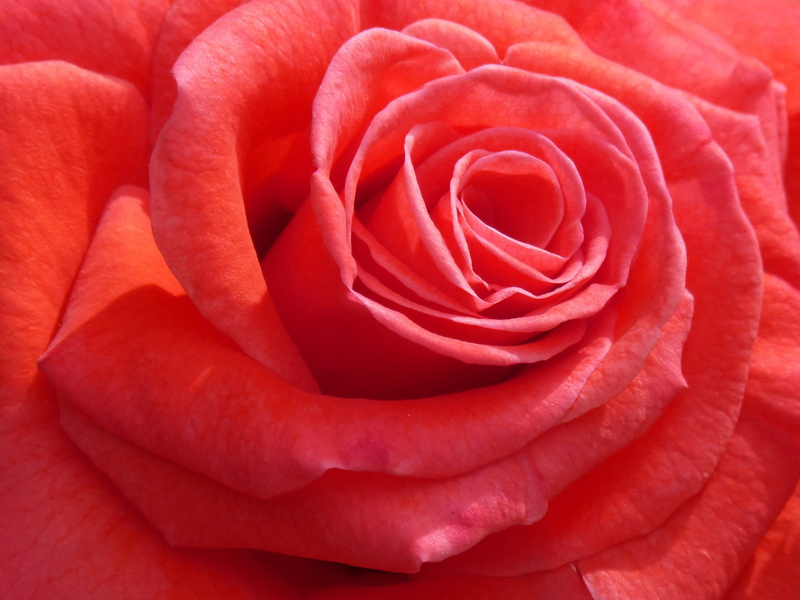beauty in nature, love, close-up, petal, sant jordi, plant, flowering, rosa, vulnerability, rose, valentines day - holiday, full frame, rose - flower, flower