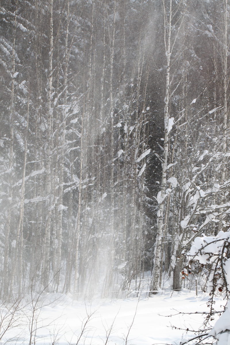 snowfall, snow, snowing, december, cold temperature, scenics - nature, snowstorm, tree, 4K, covered, blizzard, outdoor, day, trees, non-urban scene, covering