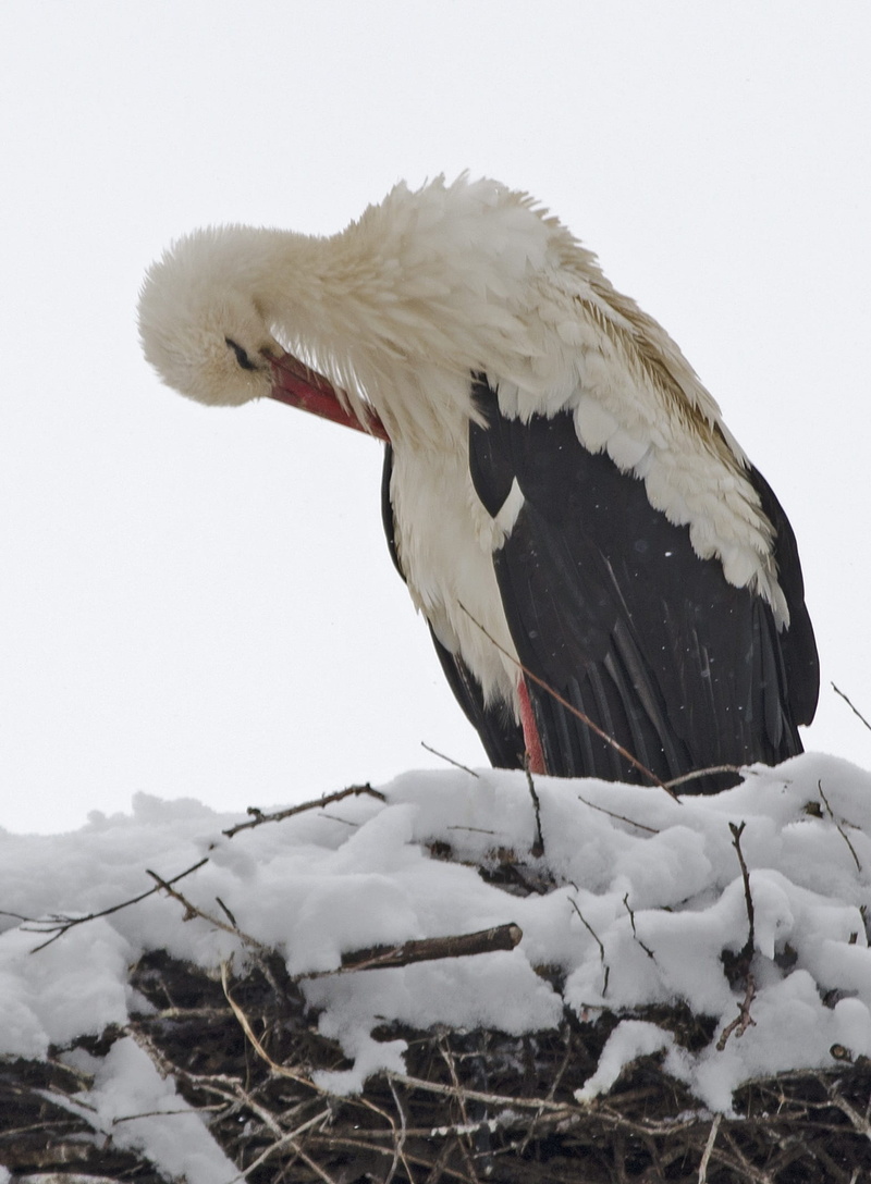 branches, sky, bird, ornithology, white color, migrate, no people, zing, 1080P, animal wildlife, cold, stork, winter, low angle view, balkans, spring