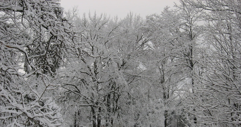 frost, Trees, solitude, outdoor, seasonal, white, plant, Season, frigid, cold temperature, covered, outdoors, snowflake, wood, Winter, bare tree, winter