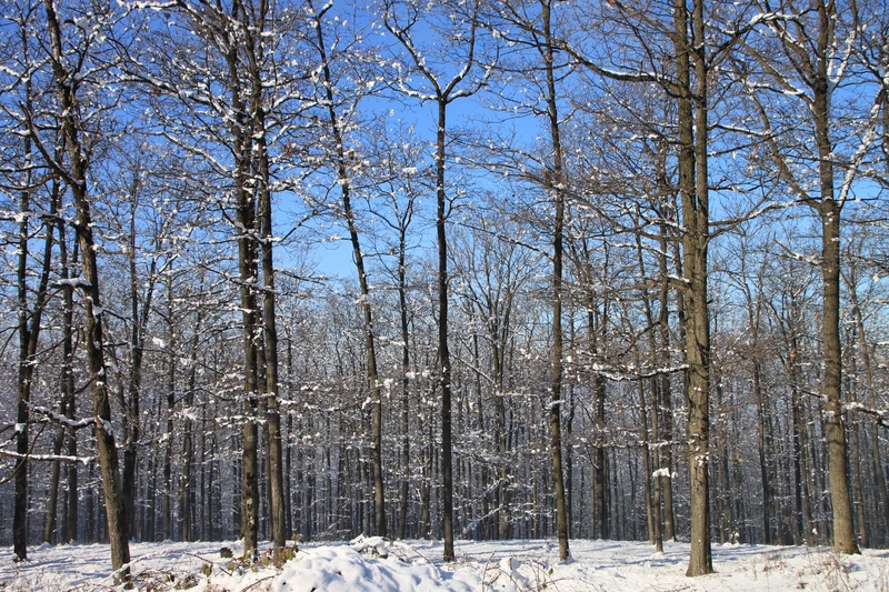 frigid, woods, cold, woodland, snowfall, outdoors, tree, day, bare tree, beauty in nature, tranquil scene, scenics - nature, 2K, no people, frozen, scenic