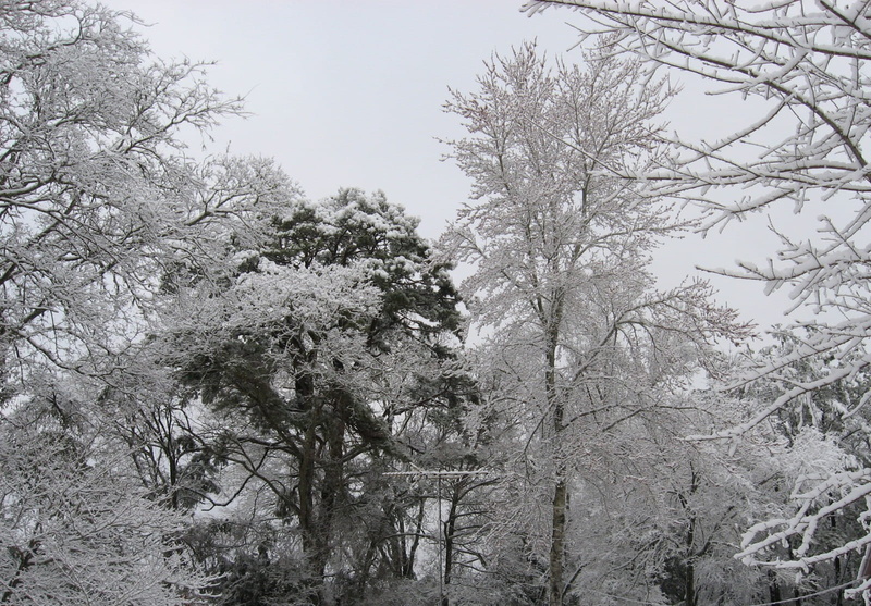 frost, bare tree, seasonal, white, Ice, Season, plant, nature, no people, crisp, fir, needle, covered, cold temperature, wintertime, trees, Winter, field