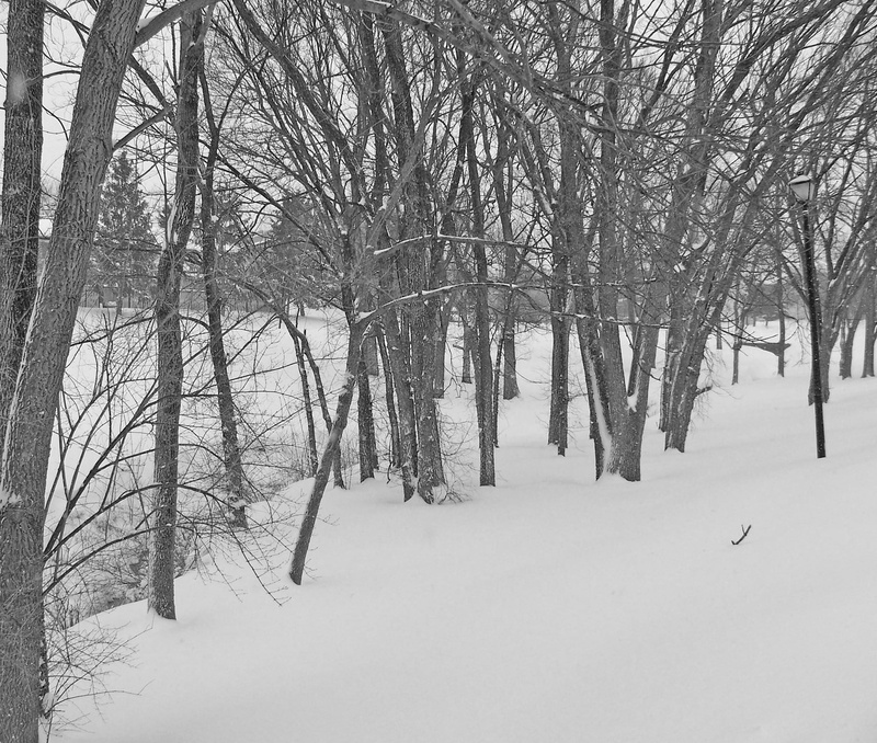 blustery, blizzard, Xmas, forest, fir, frozen, 1080P, Christmas, ice, Snow, snowfall, field, ze, branch, white color, covering, pine, december, nature