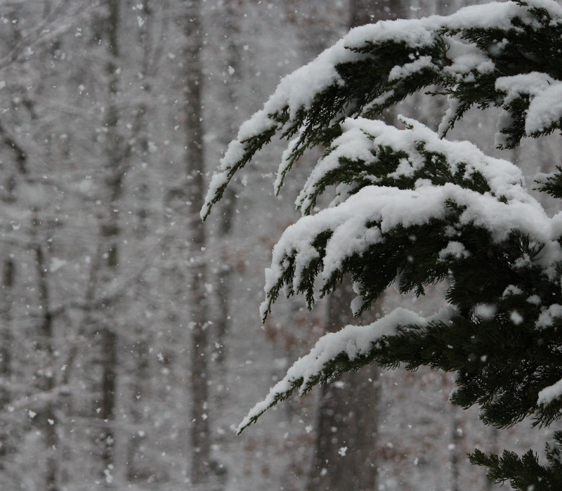january, seasonal, season, cold temperature, winter, trees, weather, covering, snowflakes, coniferous tree, pine, snow, frozen, white color, branches, frigid
